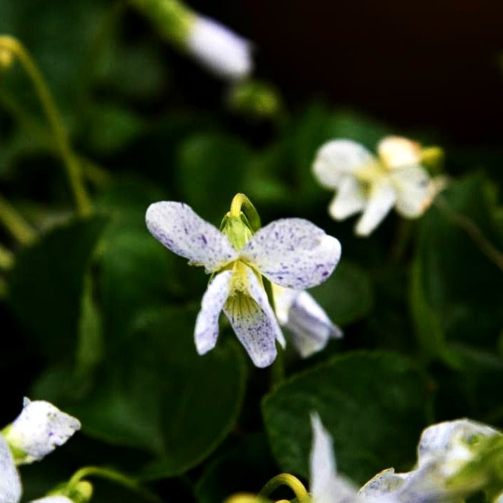 Pfingst-Veilchen 'Freckles' (Viola sororia)