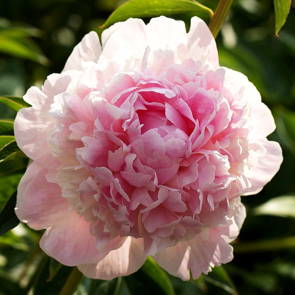 Pfingstrose 'Angel Cheeks' (Paeonia lactiflora)