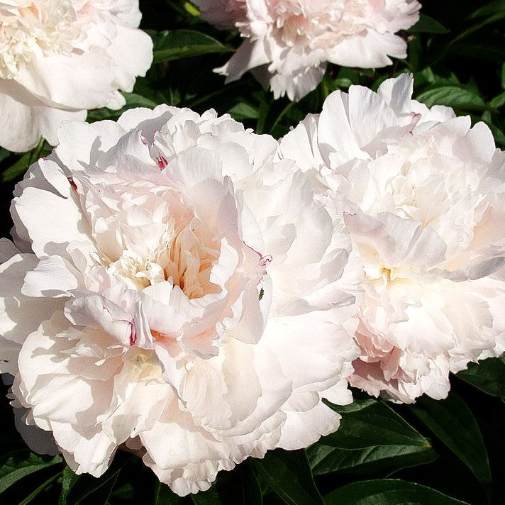 Pfingstrose 'Angel Cheeks' (Paeonia lactiflora)