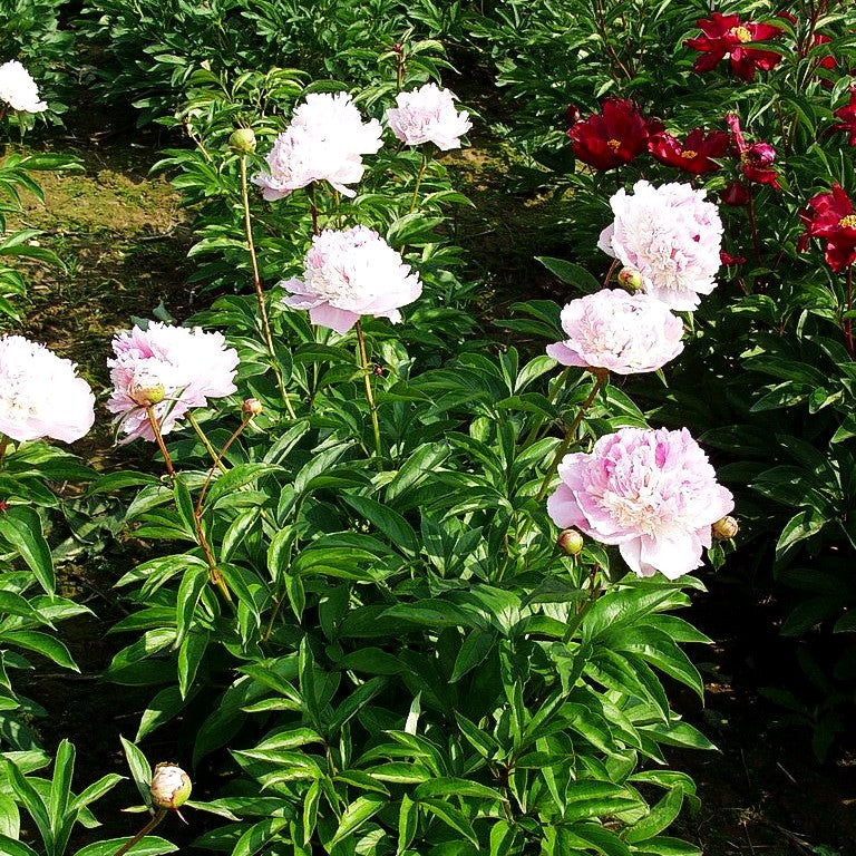 Pfingstrose 'Angel Cheeks' (Paeonia lactiflora)