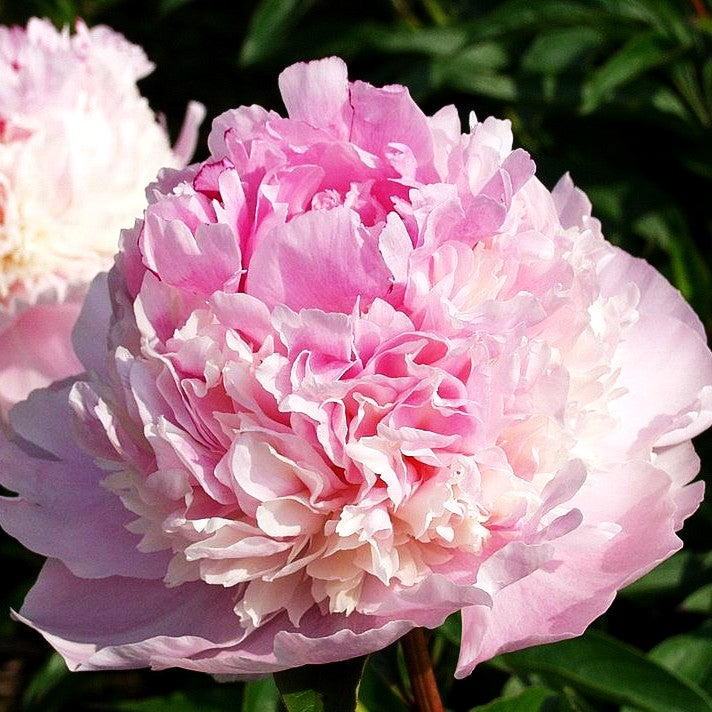Pfingstrose 'Angel Cheeks' (Paeonia lactiflora)