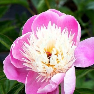Pfingstrose 'Bowl of Beauty' (Paeonia lactiflora)