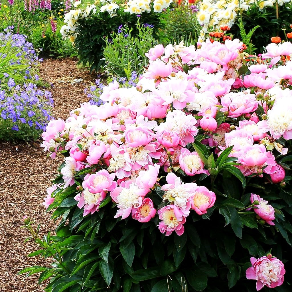 Pfingstrose 'Bowl of Beauty' (Paeonia lactiflora)