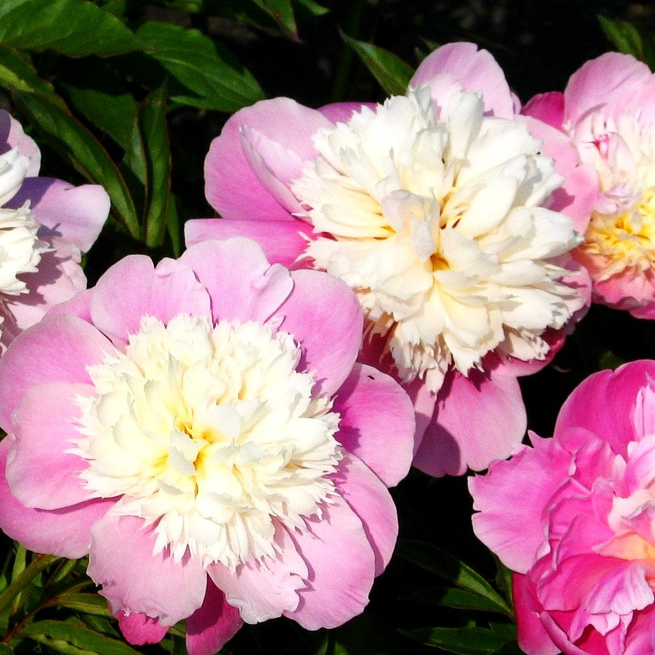 Pfingstrose 'Bowl of Beauty' (Paeonia lactiflora)