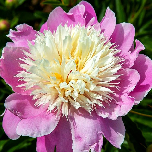 Pfingstrose 'Bowl of Beauty' (Paeonia lactiflora)