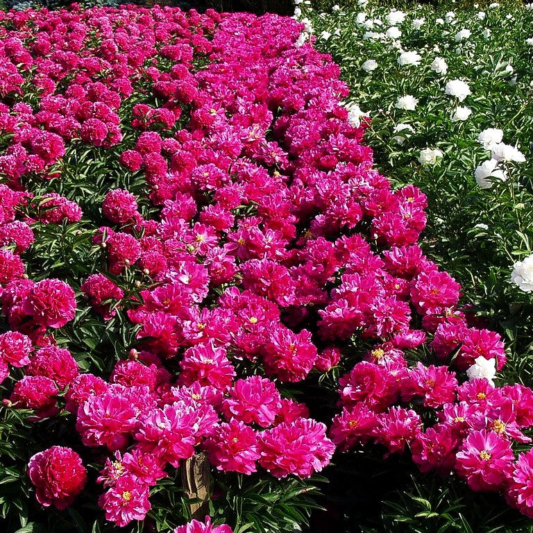 Pfingstrose 'Dr Steffen' (Paeonia lactiflora)