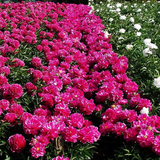 Pfingstrose 'Dr Steffen' (Paeonia lactiflora)