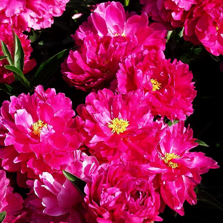 Pfingstrose 'Dr Steffen' (Paeonia lactiflora)