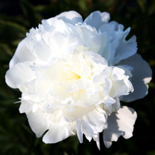 Pfingstrose 'Duchesse de Nemours' (Paeonia lactiflora)