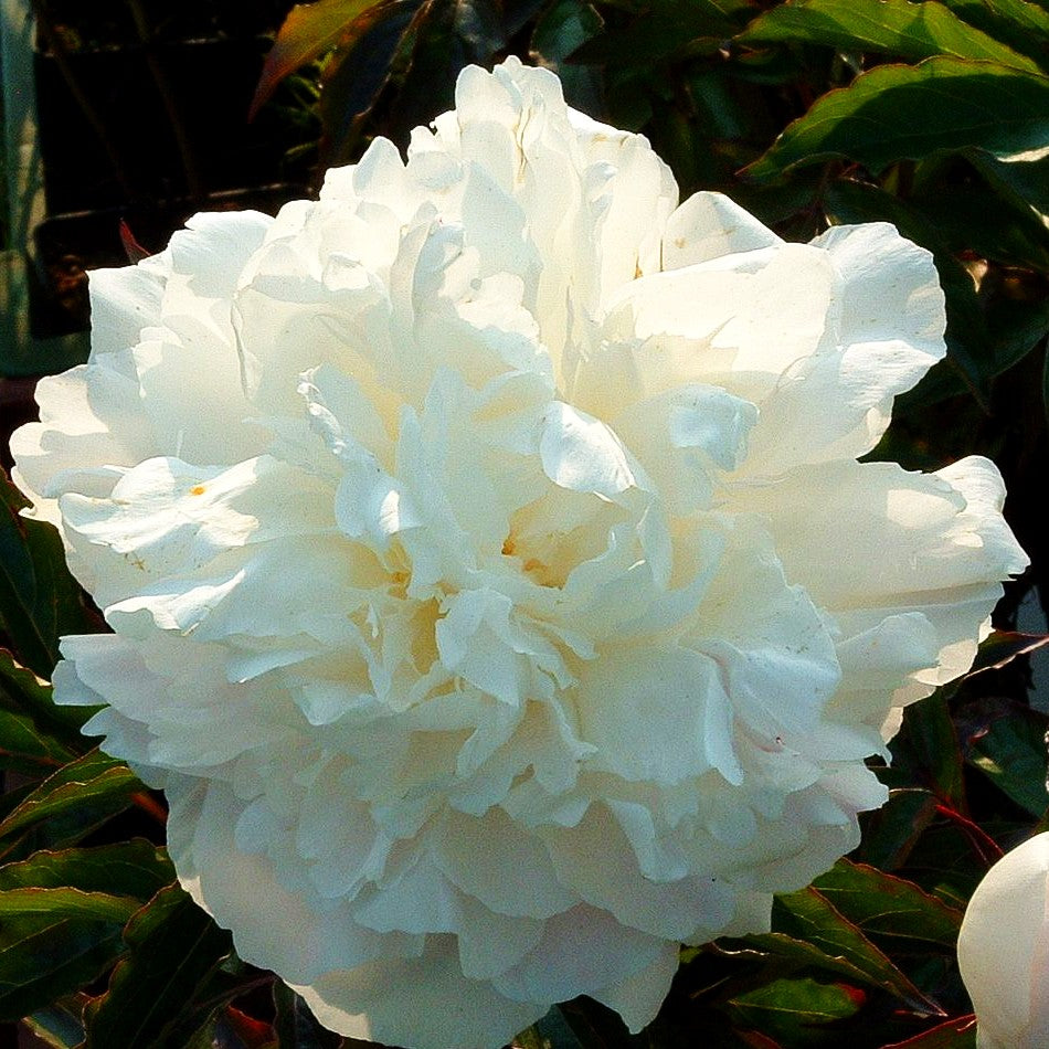 Pfingstrose 'Duchesse de Nemours' (Paeonia lactiflora)