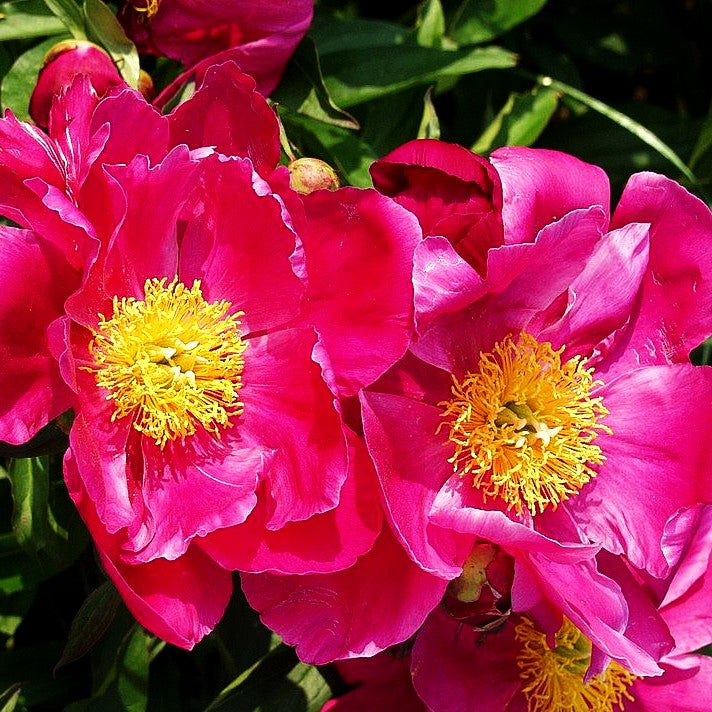 Pfingstrose 'Edelrot' (Paeonia lactiflora)