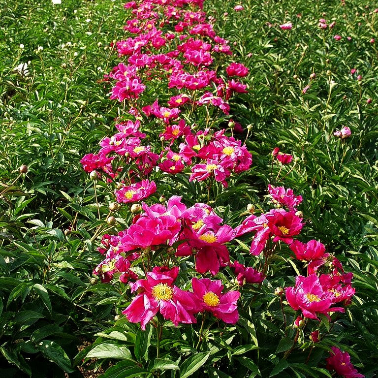 Pfingstrose 'Edelrot' (Paeonia lactiflora)