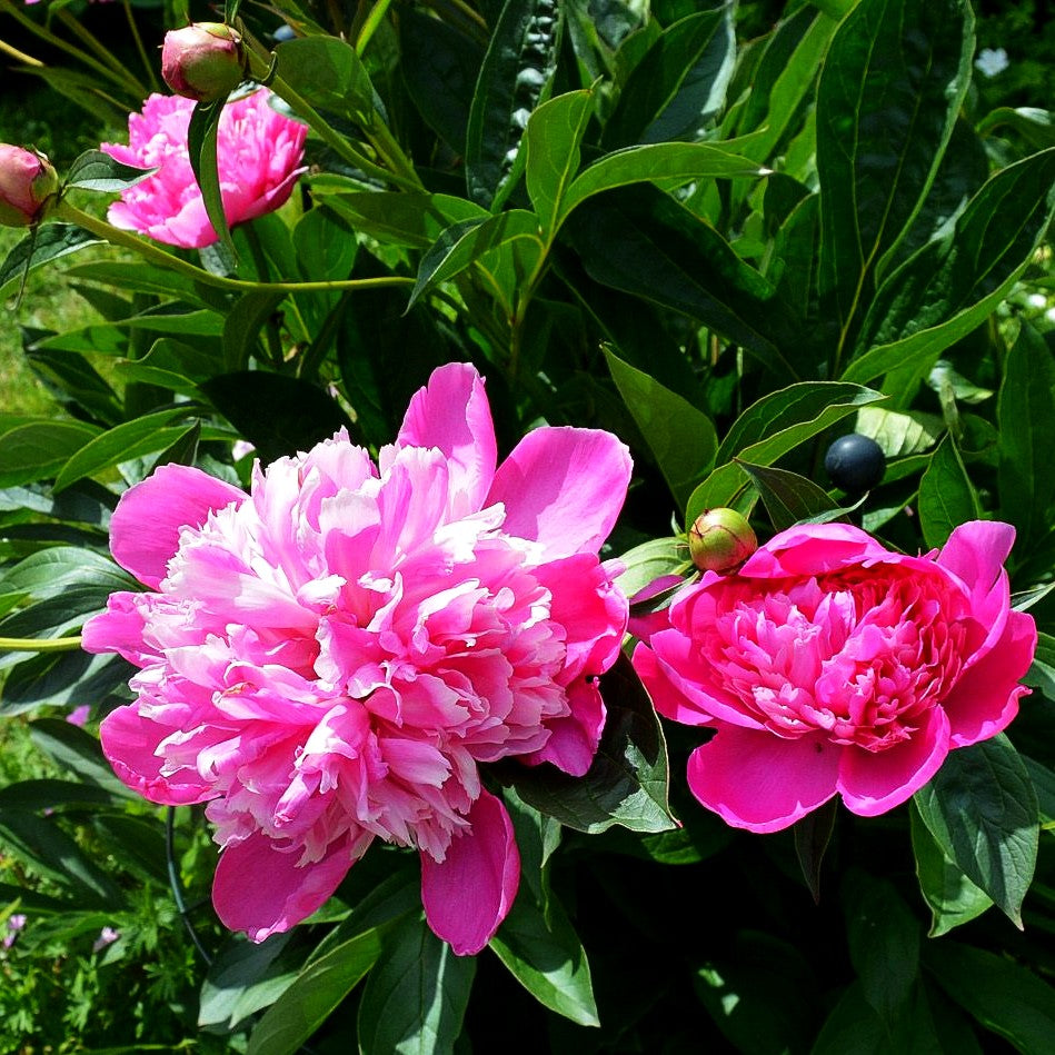 Pfingstrose 'Edulis Superba' (Paeonia lactiflora)