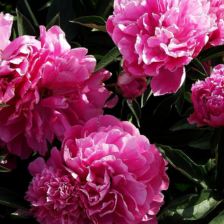 Pfingstrose 'Edulis Superba' (Paeonia lactiflora)