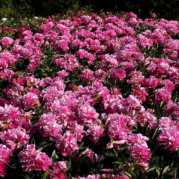 Pfingstrose 'Edulis Superba' (Paeonia lactiflora)