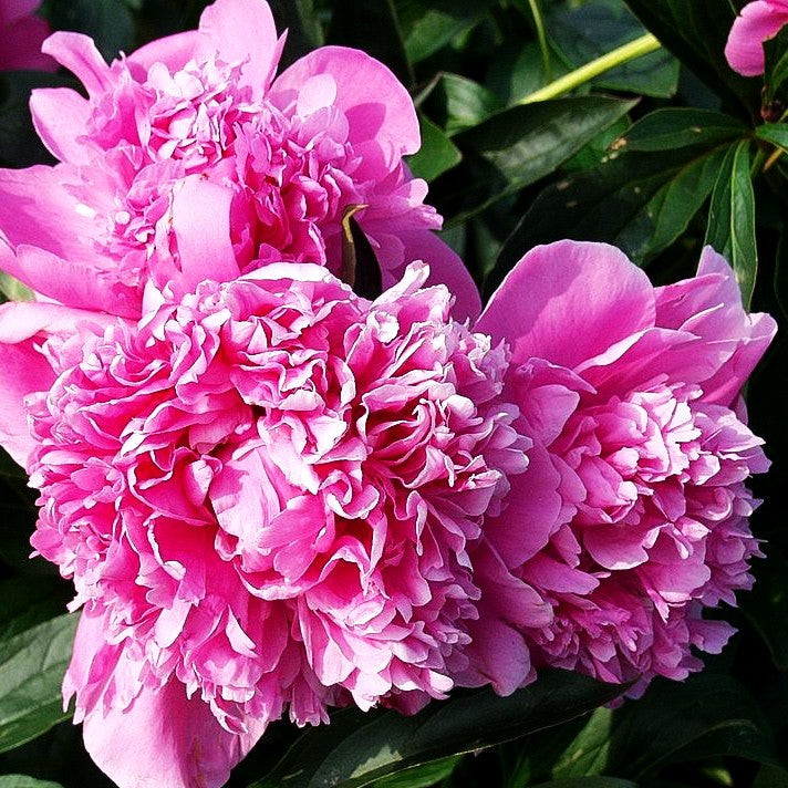 Pfingstrose 'Edulis Superba' (Paeonia lactiflora)