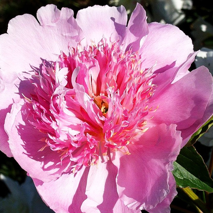 Pfingstrose 'Fancy Nancy' (Paeonia lactiflora)
