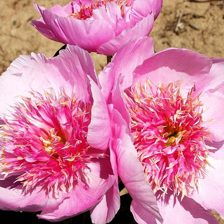 Pfingstrose 'Fancy Nancy' (Paeonia lactiflora)