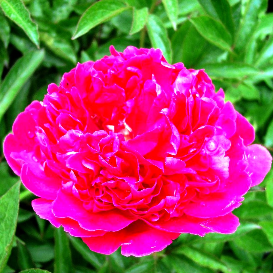 Pfingstrose 'Felix Crousse' (Paeonia lactiflora)