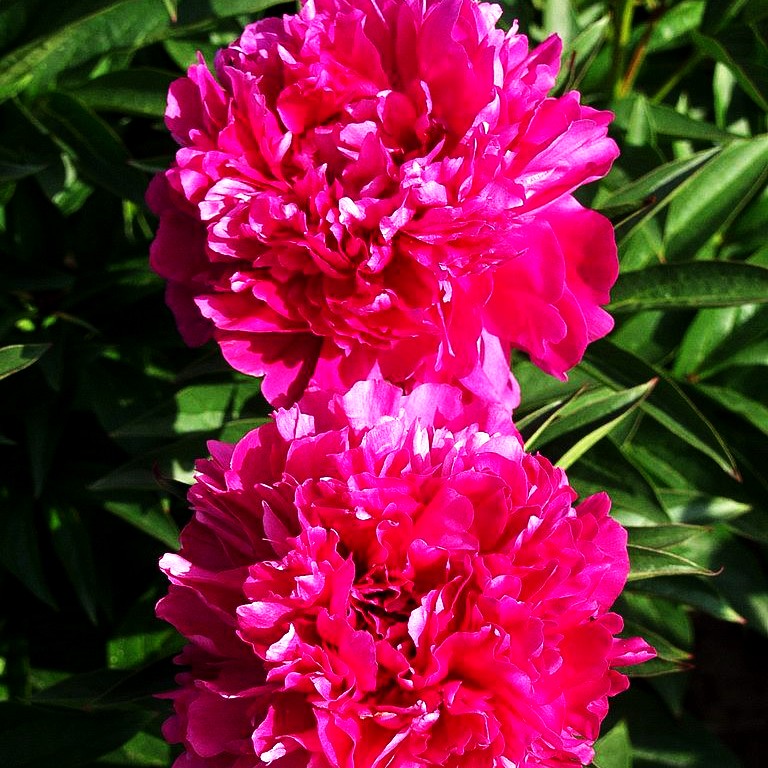 Pfingstrose 'Felix Crousse' (Paeonia lactiflora)