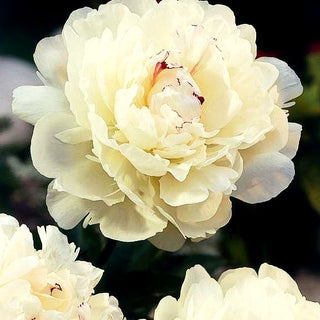 Pfingstrose 'Festiva Maxima' (Paeonia lactiflora)