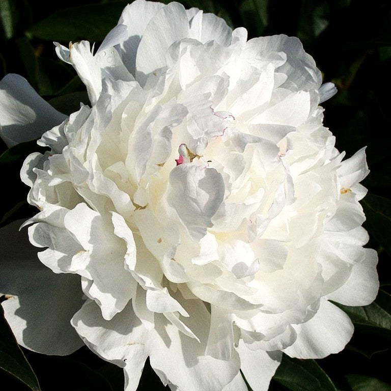 Pfingstrose 'Festiva Maxima' (Paeonia lactiflora)