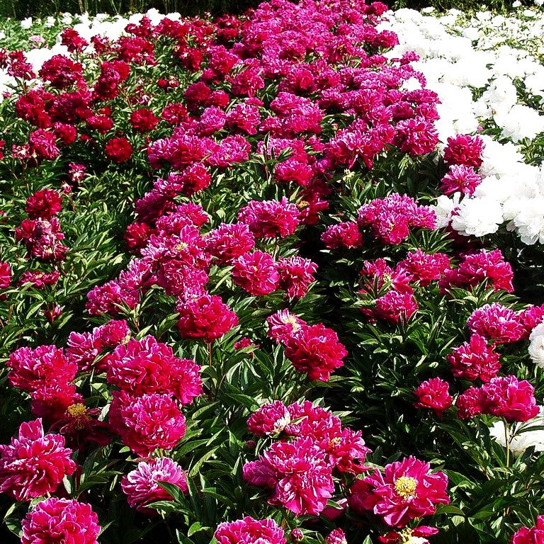Pfingstrose 'Fokker' (Paeonia lactiflora)
