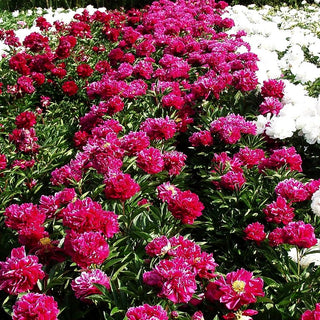 Pfingstrose 'Fokker' (Paeonia lactiflora)