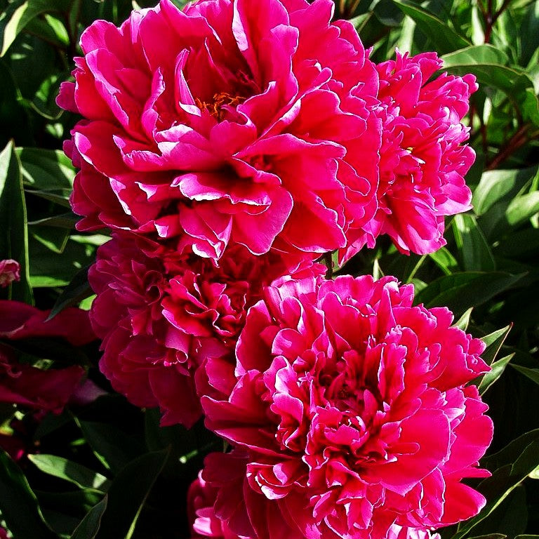 Pfingstrose 'Fokker' (Paeonia lactiflora)