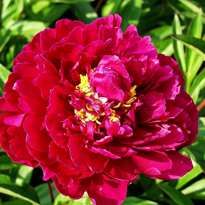 Pfingstrose 'Fokker' (Paeonia lactiflora)