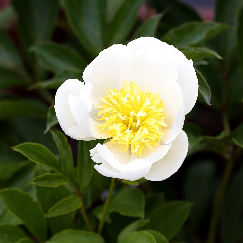Pfingstrose 'Jan van Leeuwen' (Paeonia lactiflora)