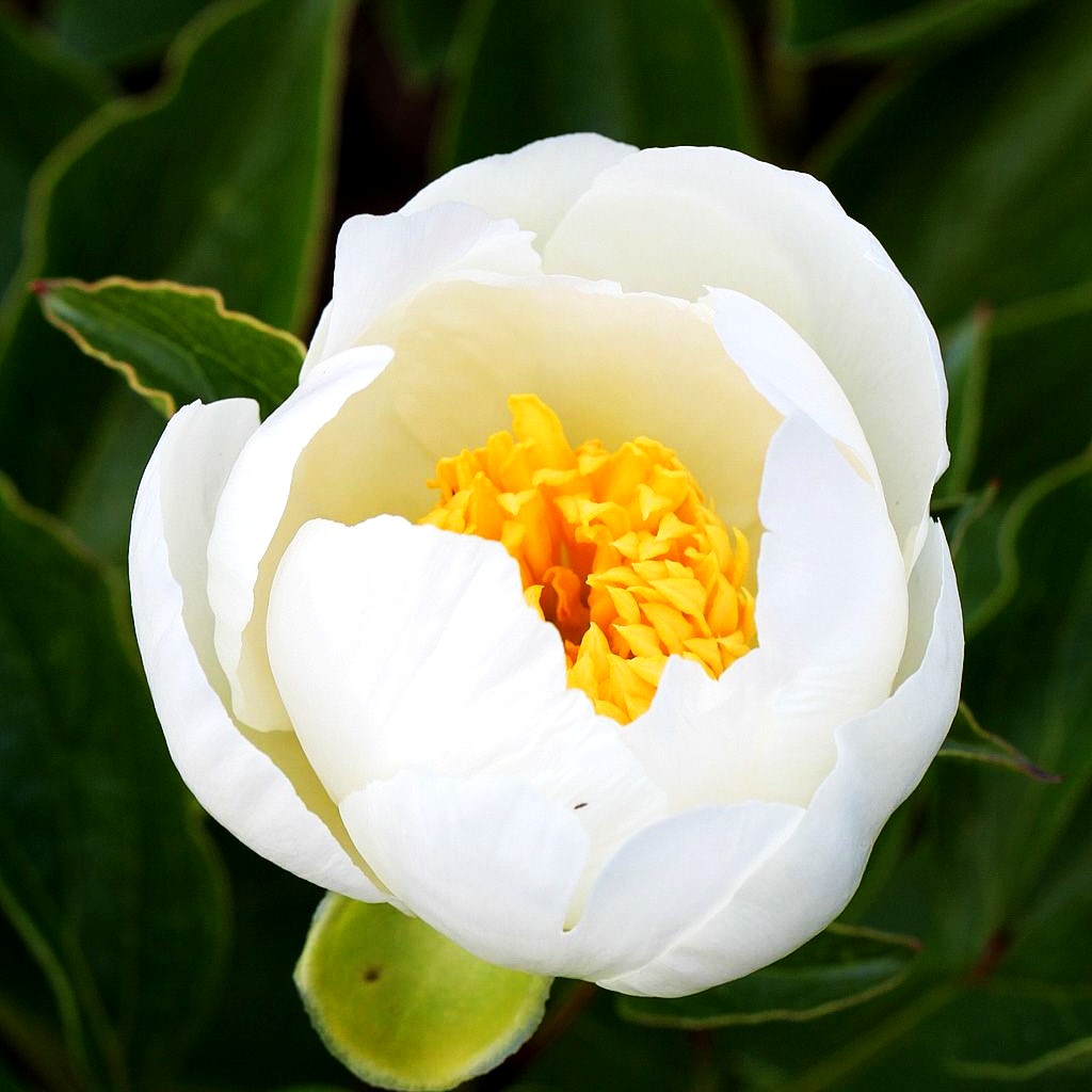 Pfingstrose 'Jan van Leeuwen' (Paeonia lactiflora)