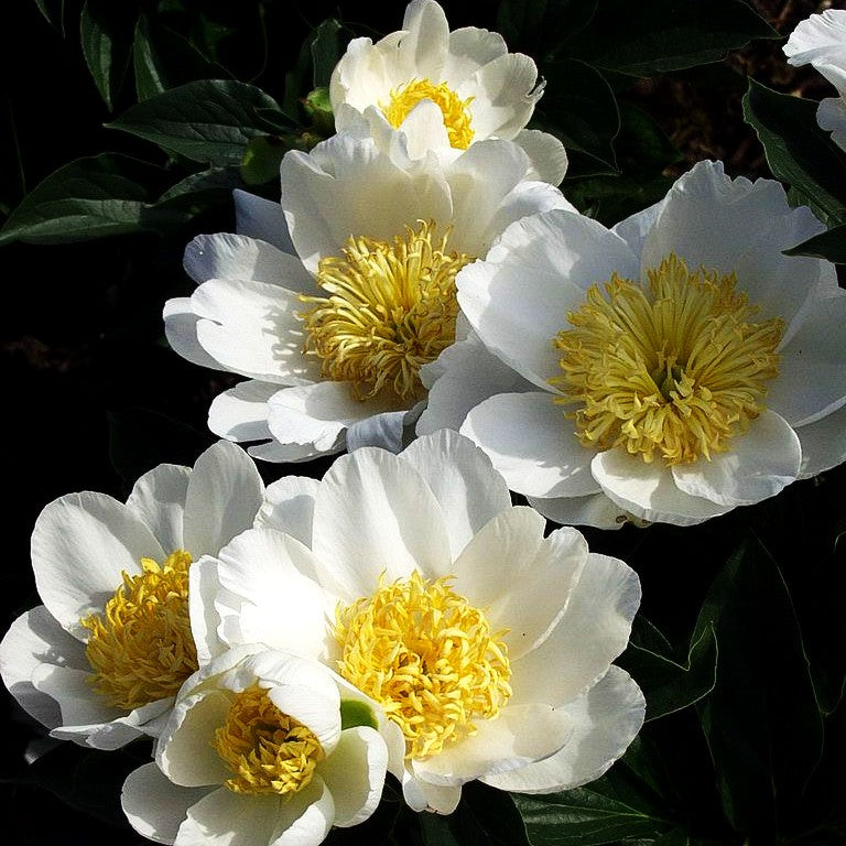 Pfingstrose 'Jan van Leeuwen' (Paeonia lactiflora)