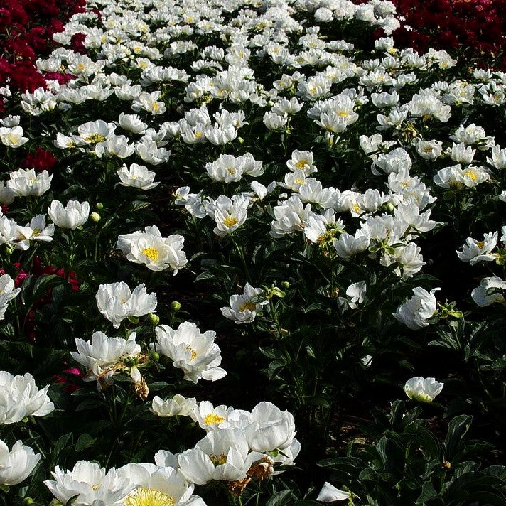 Pfingstrose 'Jan van Leeuwen' (Paeonia lactiflora)