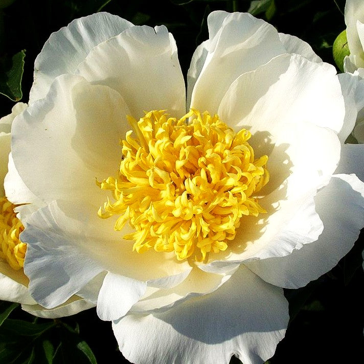 Pfingstrose 'Jan van Leeuwen' (Paeonia lactiflora)