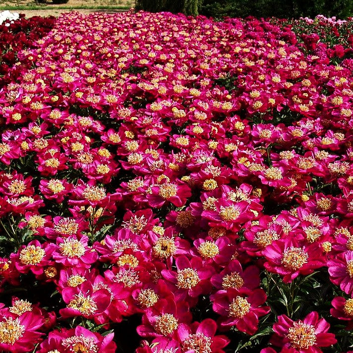 Pfingstrose 'Kame-no-kegoromo' (Paeonia lactiflora)