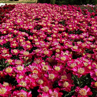 Pfingstrose 'Kame-no-kegoromo' (Paeonia lactiflora)