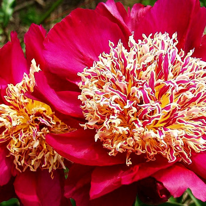 Pfingstrose 'Kame-no-kegoromo' (Paeonia lactiflora)