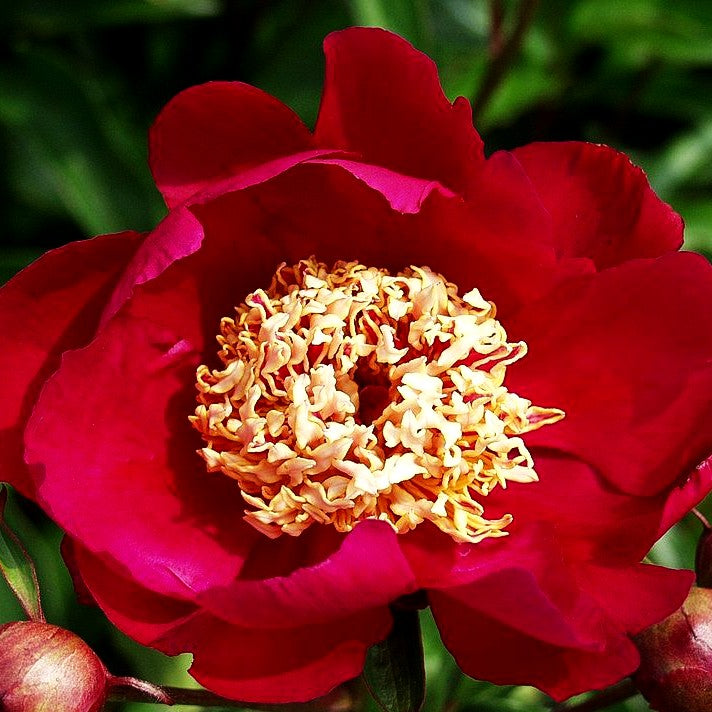 Pfingstrose 'Kame-no-kegoromo' (Paeonia lactiflora)