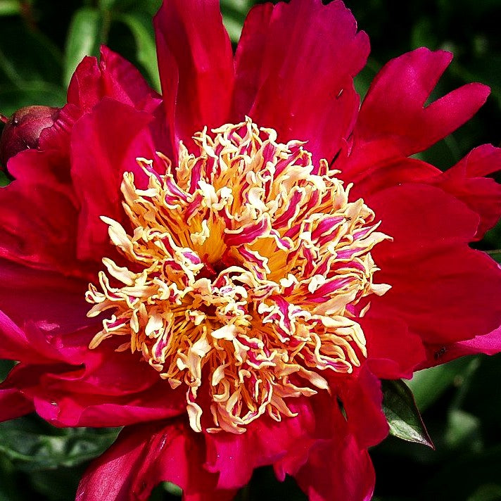 Pfingstrose 'Kame-no-kegoromo' (Paeonia lactiflora)