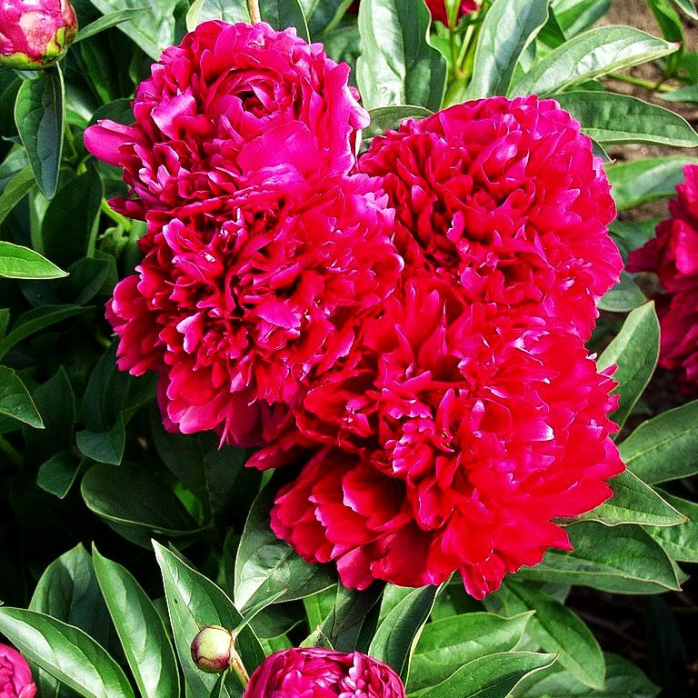 Pfingstrose 'Karl Rosenfield' (Paeonia lactiflora)