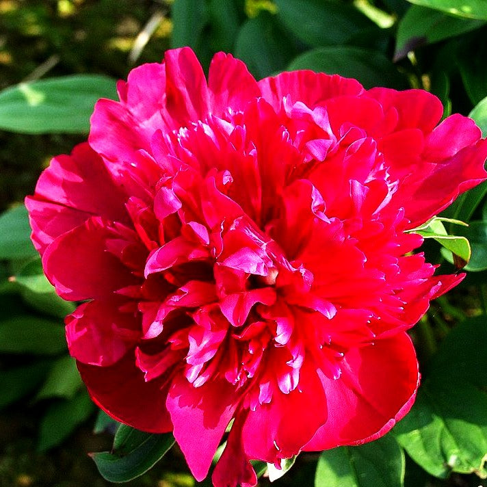 Pfingstrose 'Karl Rosenfield' (Paeonia lactiflora)