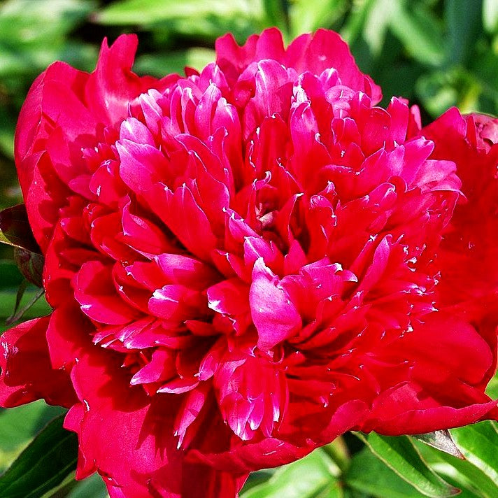 Pfingstrose 'Karl Rosenfield' (Paeonia lactiflora)