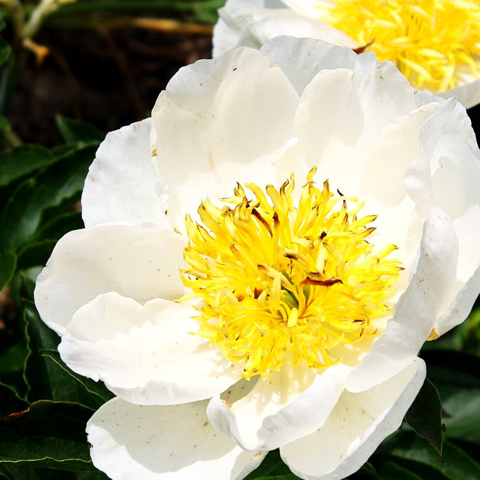 Pfingstrose 'Krinkled White' (Paeonia lactiflora)
