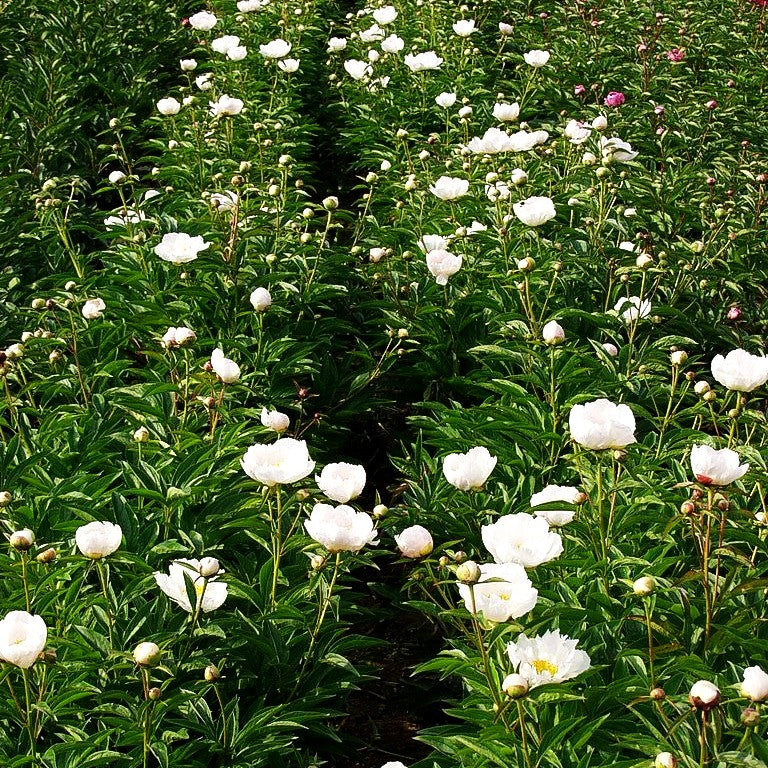 Pfingstrose 'Krinkled White' (Paeonia lactiflora)