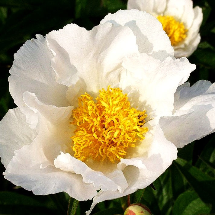 Pfingstrose 'Krinkled White' (Paeonia lactiflora)