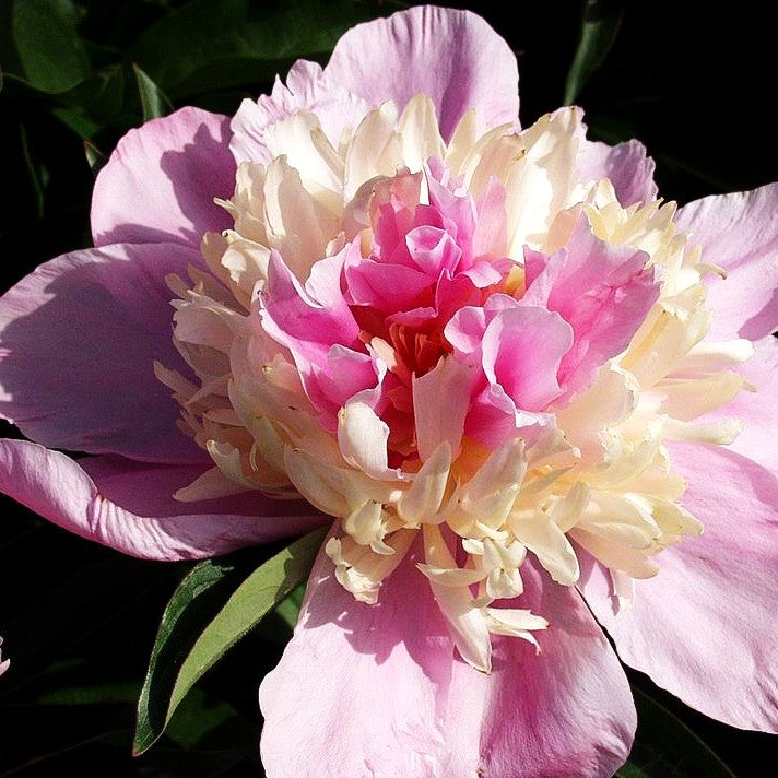 Pfingstrose 'Marie Stuart' (Paeonia lactiflora)