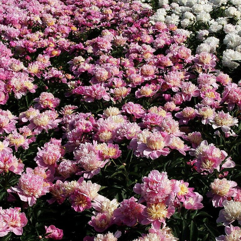 Pfingstrose 'Marie Stuart' (Paeonia lactiflora)