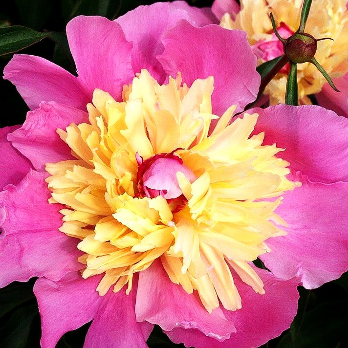 Pfingstrose 'Marie Stuart' (Paeonia lactiflora)