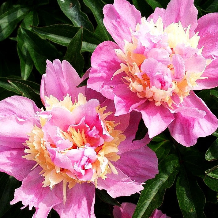 Pfingstrose 'Marie Stuart' (Paeonia lactiflora)